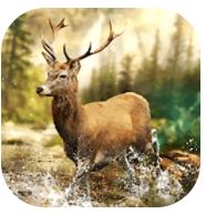 疯狂丛林大冒险