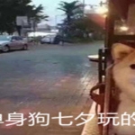 适合单身狗七夕玩的游戏