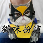 猫咪扮演手游合集