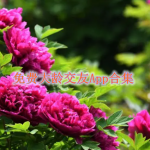 免费大龄交友软件有哪些