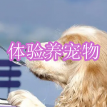 可以体验养宠物的游戏有哪些