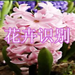 花卉识别软件下载合集