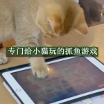 适合小猫咪玩的游戏有哪些